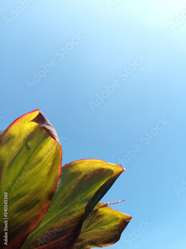 Cordyline sp leaf on blue sky background photo