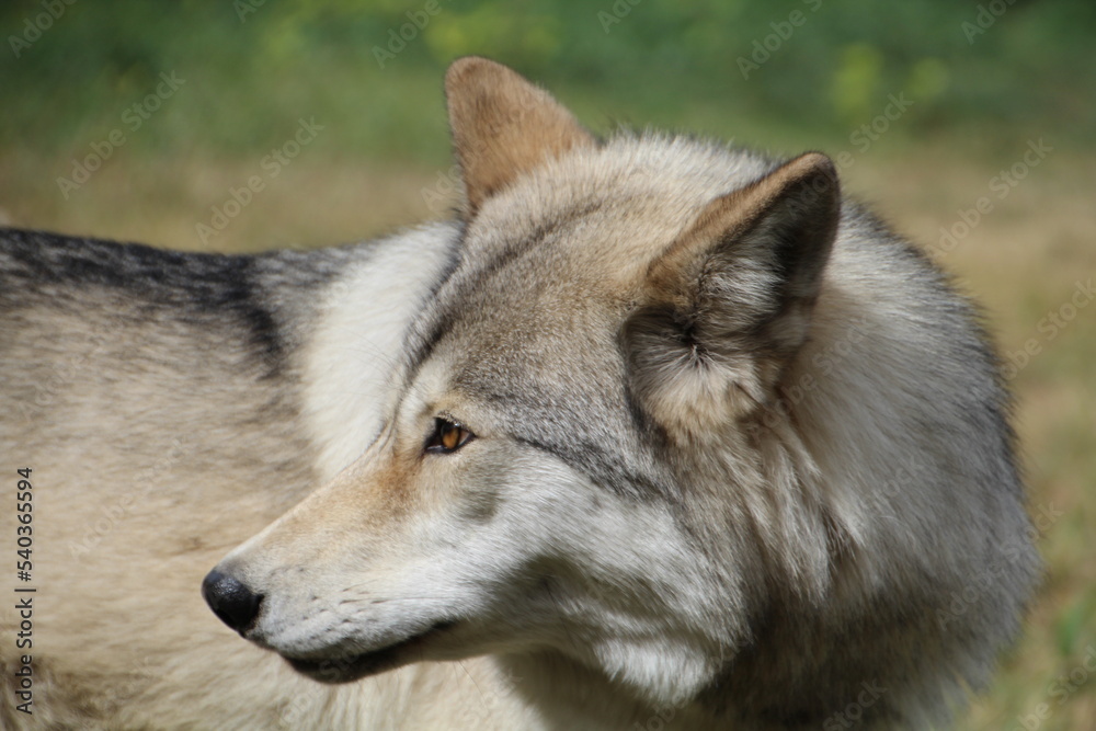 Fototapeta premium gray wolf canis arctos