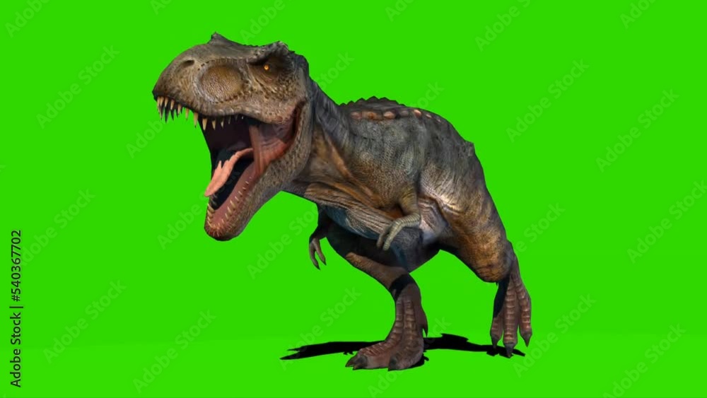 Tyrannosaurus rex Walking on Green Screen