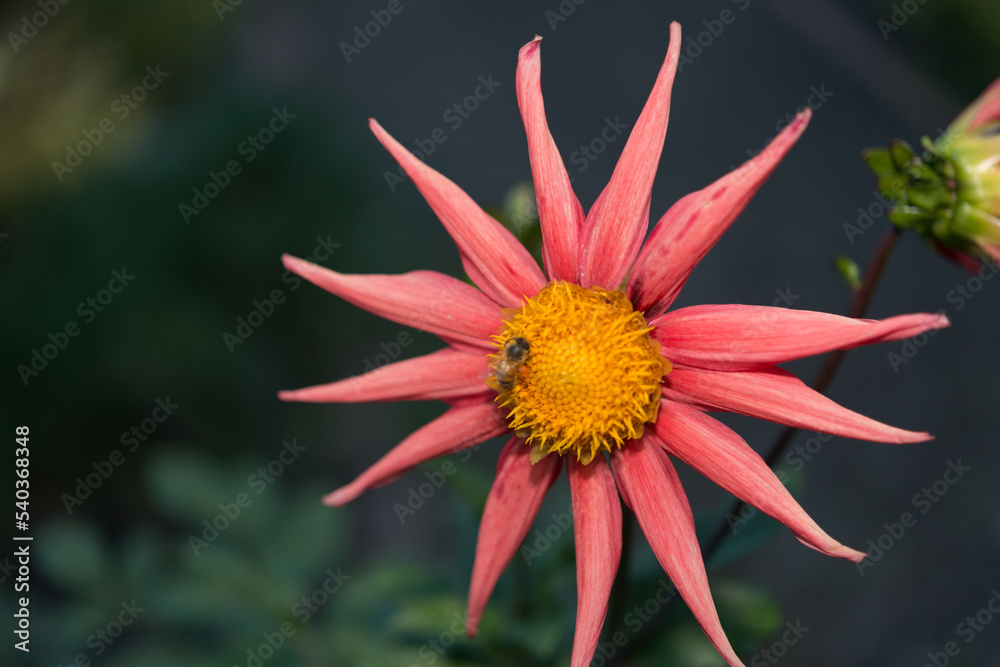 coral pink miniature dahlia close up (with bee) coral pink miniature dahlia close up (with bee)