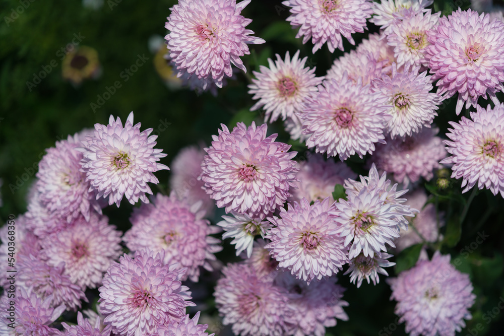 violet-white Chrysanthemum blossoms close up (stobe light effect) violet-white Chrysanthemum blossoms close up (stobe light effect)