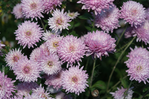 violet-white Chrysanthemum blossoms close up (stobe light effect)