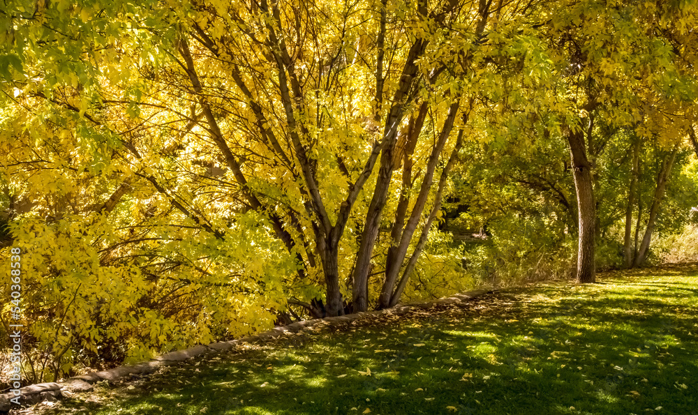 Fototapeta premium Park Trees