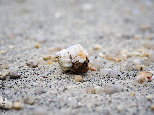 hermit crab on the sand