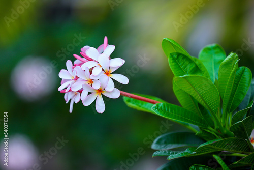 Plumeria Branch With Green Leaves And White Flowers 