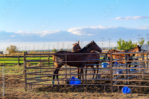 Bay Horse Standing on the farm, Split Rail metal fence in a pasture, mountain view in the background. High-quality photo