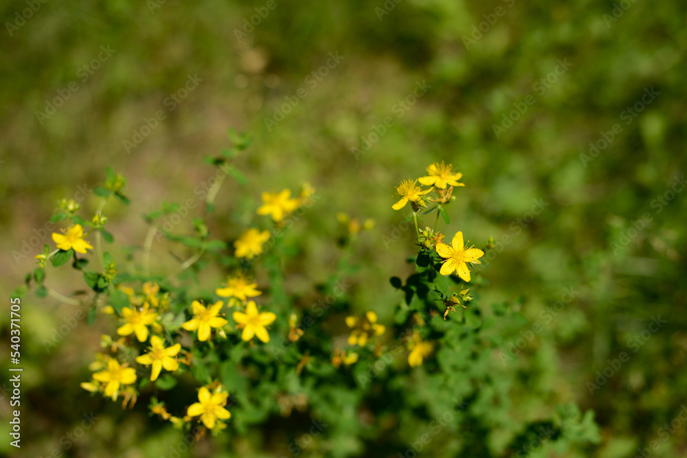 Obraz premium Medical St. John's Wort (Hypericum perforatum) blooms with yellow small flowers, tutsan flowering herb, eco friendly blurred background with medical plant and herbs