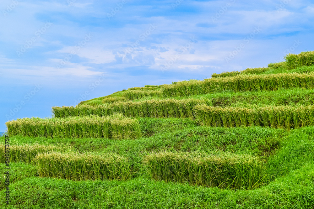 日本の棚田　石川県能登半島の白米千枚田