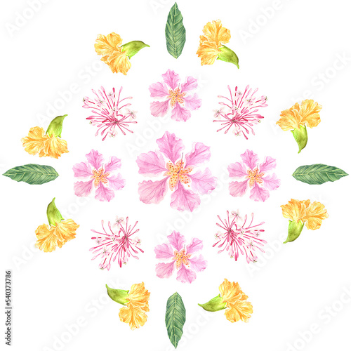 watercolor Philippine flora mandala banaba bagawak morado narra  photo