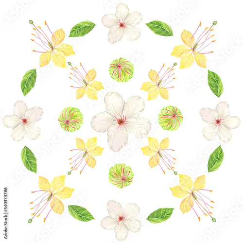Fototapeta Naklejka Na Ścianę i Meble -  watercolor Philippine flora mandala Katmon Crateva religiosa