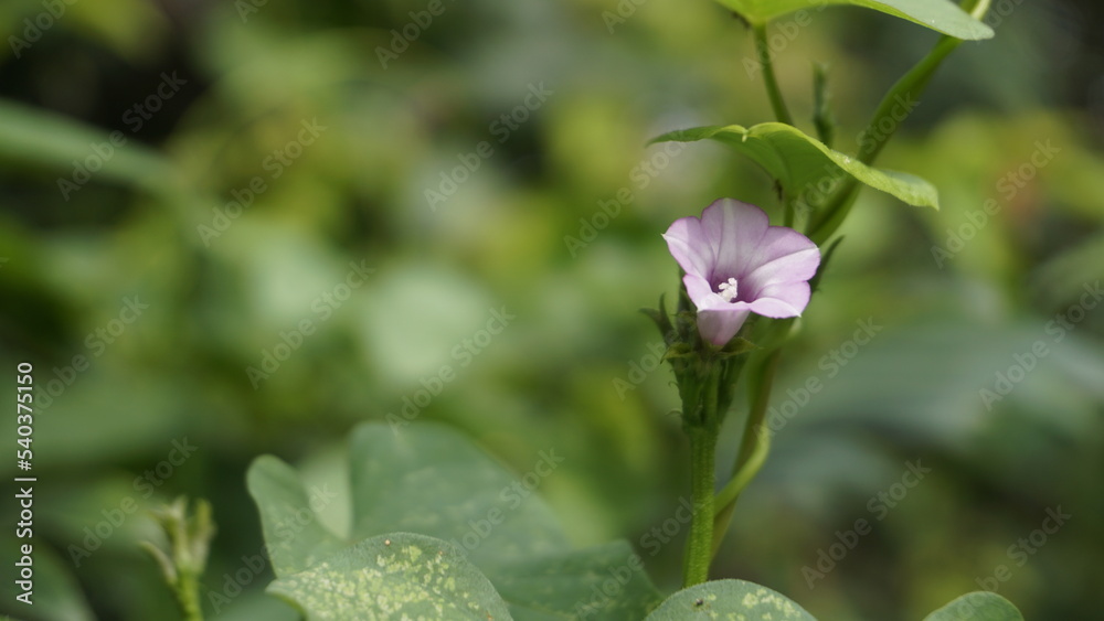 Ipomoea triloba also known as Little bell, Three lobed morning glory, Campanilla morada, Beech Fern, Krugs white, Trilobed etc Ipomoea triloba also known as Little bell, Three lobed morning glory, Campanilla morada, Beech Fern, Krugs white, Trilobed etc