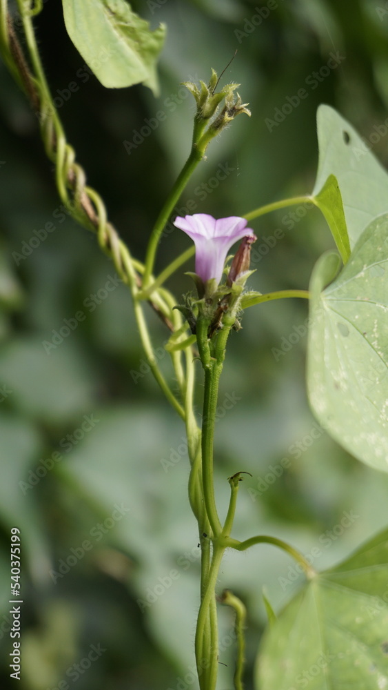 Obraz premium Ipomoea triloba also known as Little bell, Three lobed morning glory, Campanilla morada, Beech Fern, Krugs white, Trilobed etc.