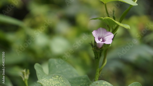 Ipomoea triloba also known as Little bell, Three lobed morning glory, Campanilla morada, Beech Fern, Krugs white, Trilobed etc photo