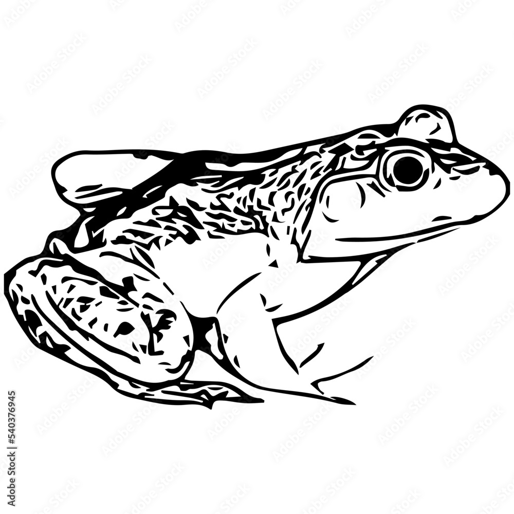 Fototapeta premium Bull frog silhouette vector