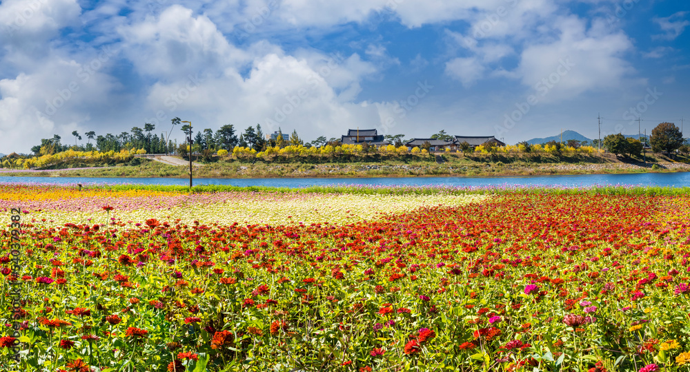 장성 황룡강 강변의 아름다운 꽃밭과 강 건너편 전통 한옥