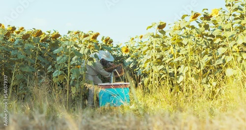 Shooting from far beekeeper collecting honey from beehive honeycomn using special bees equipment smoker tools. Countryside apriculture concept in sunflower field person in beekeepr suit . photo