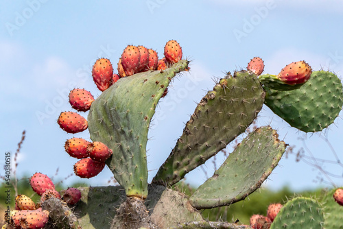 Prickly pear cactus close-up with ripe prickly fruit, opuntia cactus spines. Israel photo
