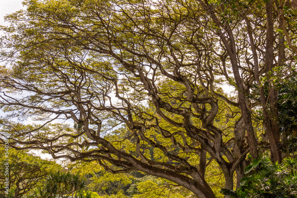Fototapeta premium Rainforest canopy views on Oahu, Hawaii with beautiful pattern and nature views. 