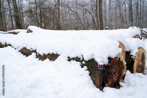 Beech logs lying on the forest floor covered with snow