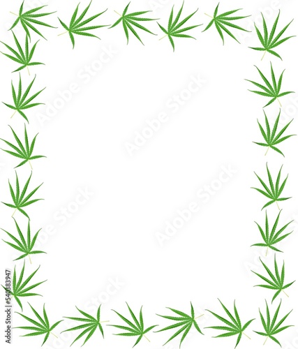 Marijuana leaves  Cannabis leaves  a medicinal plant used in medicine.