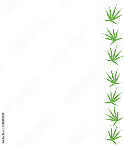 Fototapeta Naklejka Na Ścianę i Meble -  Marijuana leaves, Cannabis leaves, a medicinal plant used in medicine.
