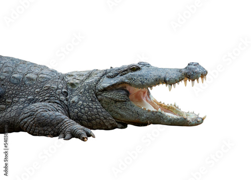 Crocodile mouth opened -Isolated image with alpha transparency