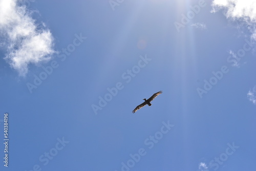 Pelican in the sky above St. Martin