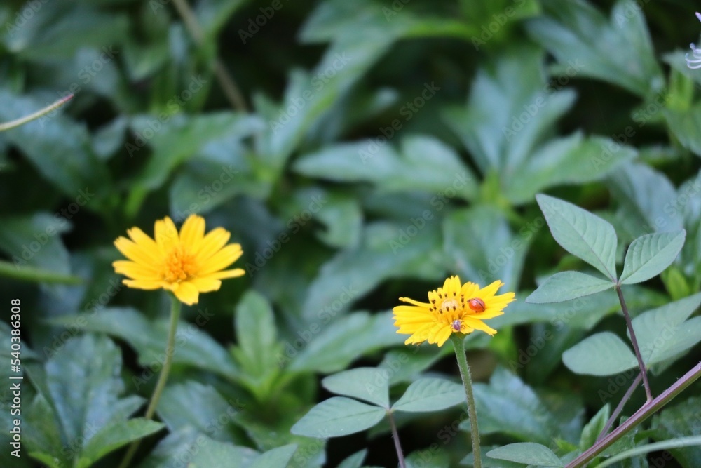 yellow flower in the garden