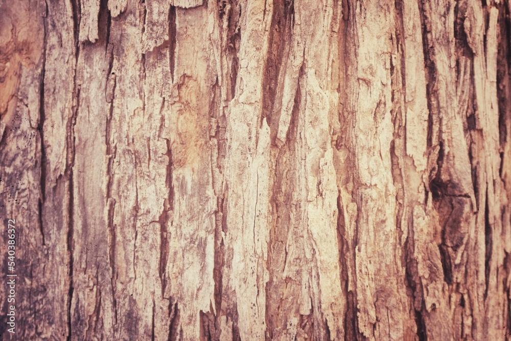 old wood texture old wood texture