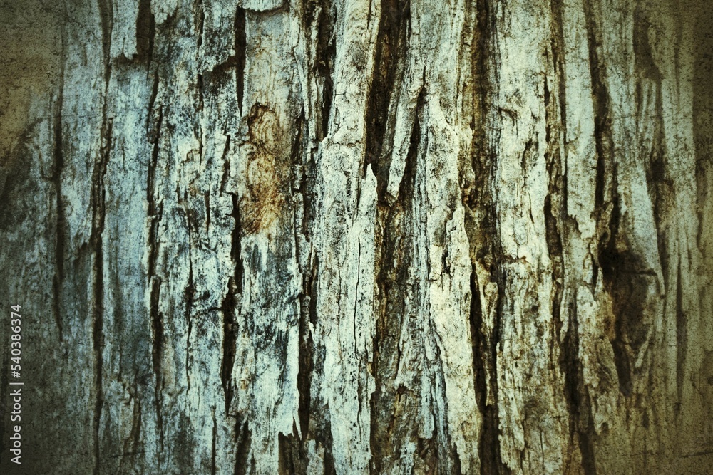 old wood texture