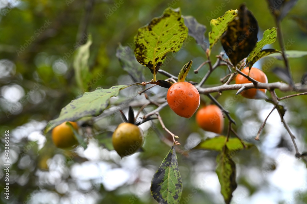 秋の日本のロウヤガキ（老鴉柿）の実
