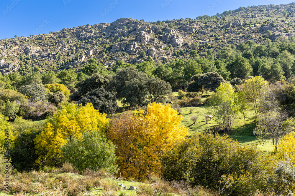 first autumn colors on the banks of the Cofio river in Robledo de Chavela, Madrid