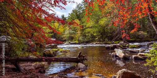 Panoramic view through the red autumn leaves on a stormy mountain river with fallen trees in September in the park. New Hampshire  USA