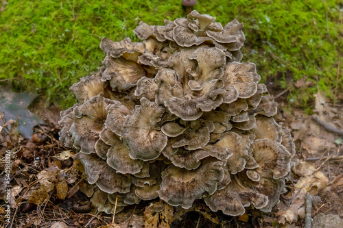 Grifola frondosa mushroom (hen-of-the-woods, maitake, dancing mushroom, ram's head or sheep's head) in the forest