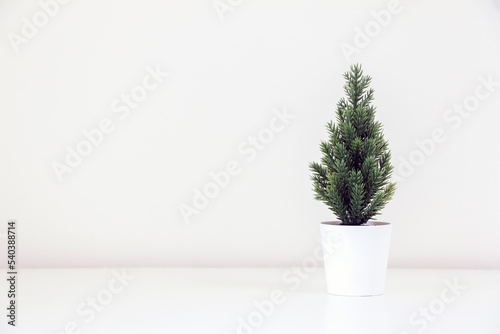 A tiny evergreen Christmas tree plant (spruce tree) decorating white background, copy space on left