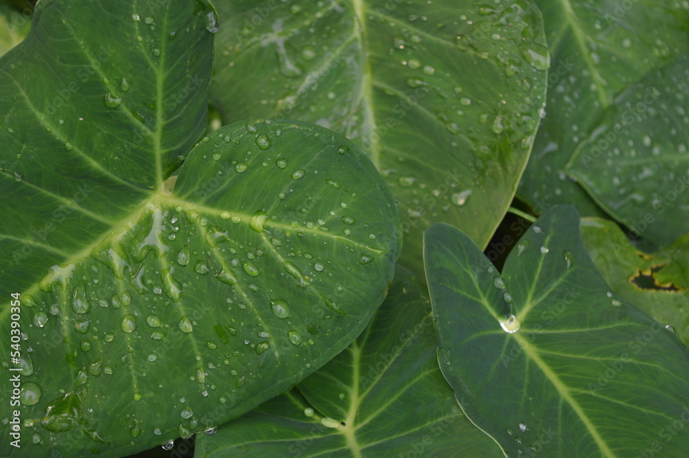 green taro leaves with raindrops in the morning green taro leaves with raindrops in the morning