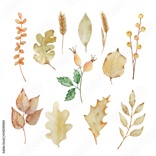 Thanksgiving watercolor elements, autumn leaves and berries