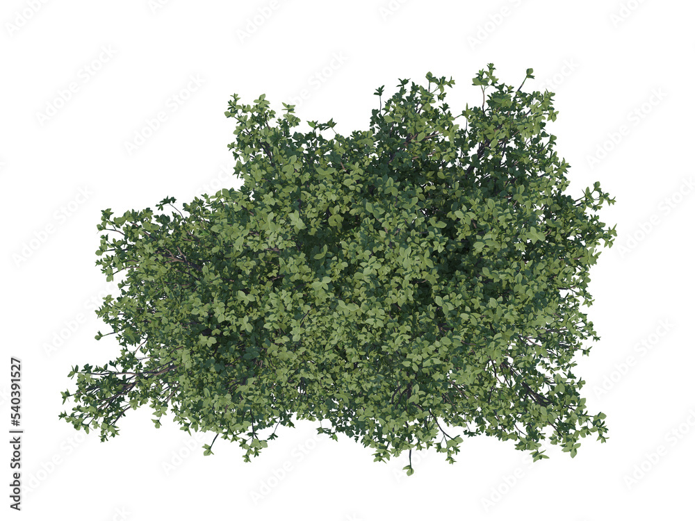 Obraz premium Persian Ironwood top view png alpha channel