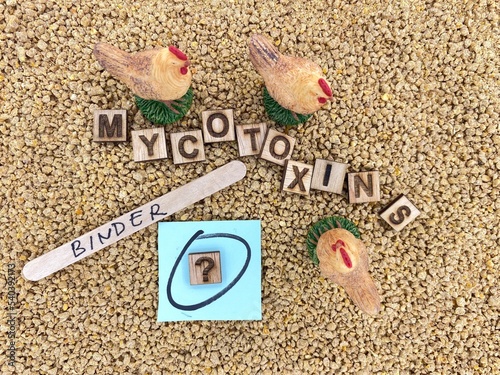 Mycotoxins in Animal feed. Image for mycotoxins risk in feed and raw material, poultry health issues, toxin adsorbent product promotion, brochure, poster, powerpoint slide design. photo