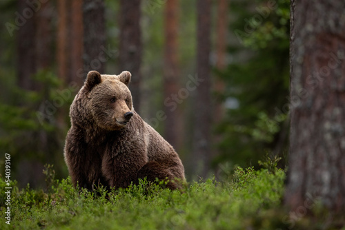 Brown Bear in the forest photo