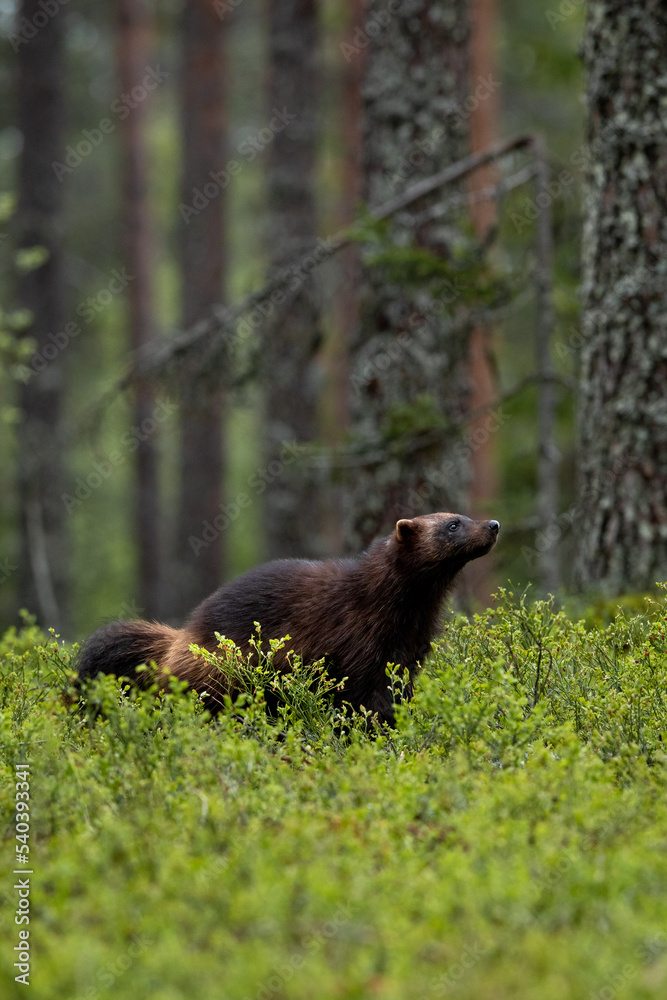 Wolverine in forest