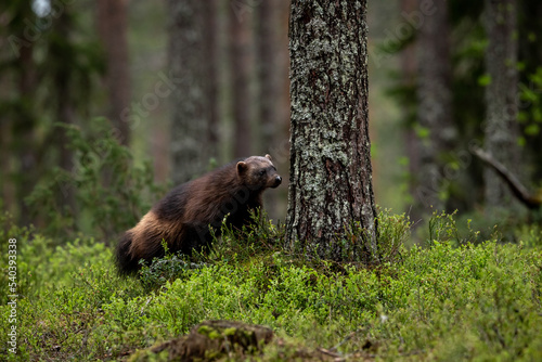 Wolverine in forest photo