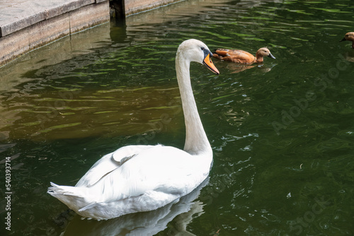 Graceful white swan swim in the pond in city park.