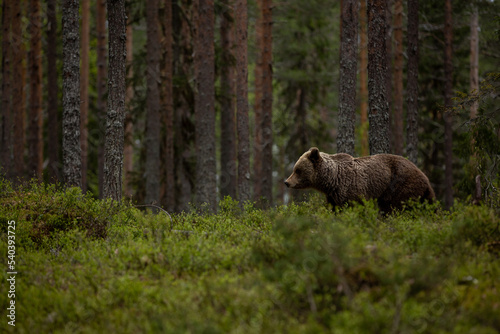 Brown Bear in the forest
