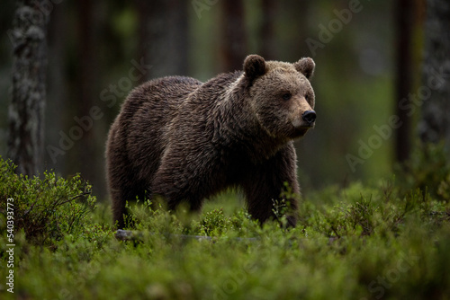 Brown Bear in the forest  © Dominik Ehrhardt