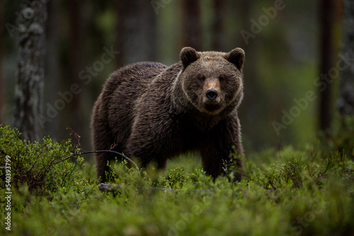 Brown Bear photo