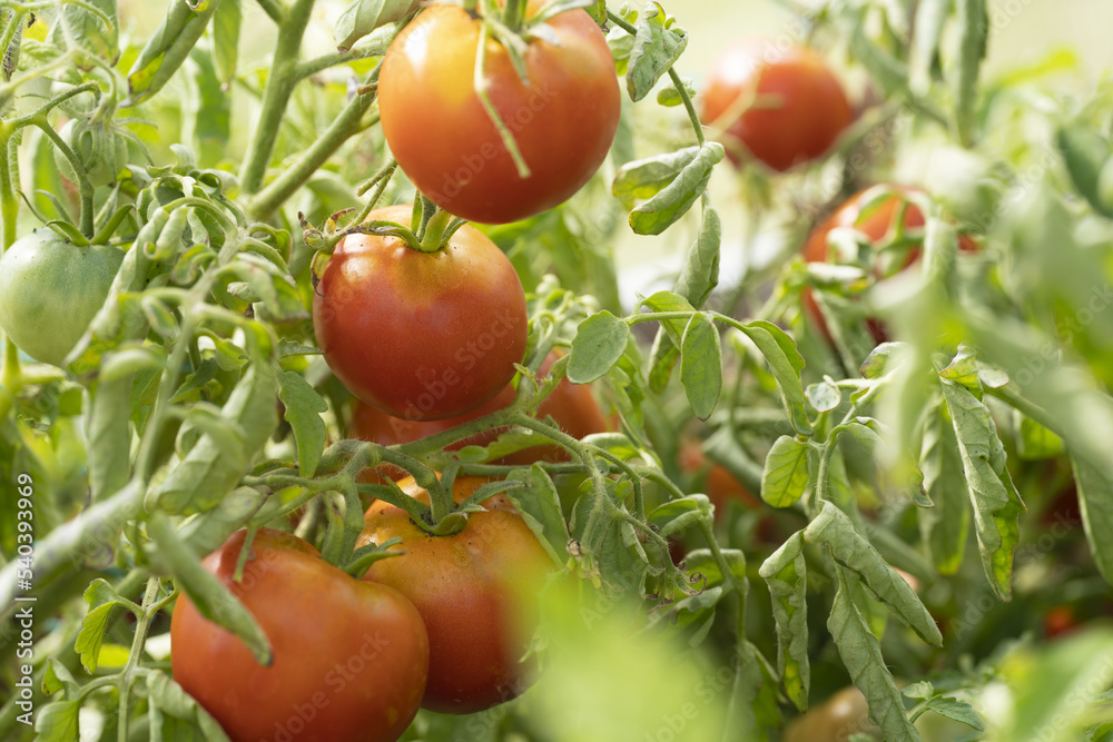 Ripe organic tomatoes in garden ready to harvest