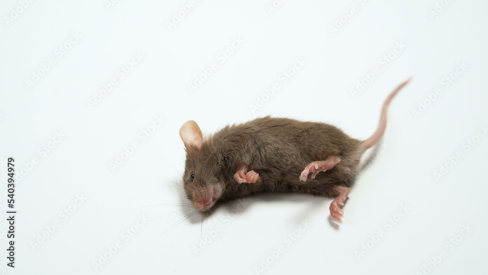 The dead mouse is isolated on a white background The dead mouse is isolated on a white background