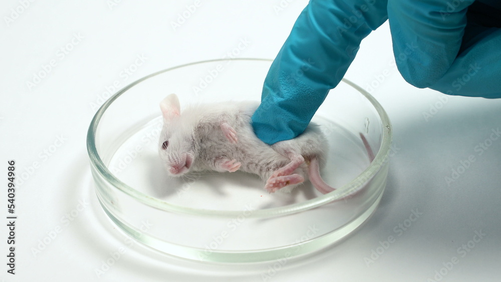 a scientist examines a dead mouse in a petri dish. The mouse died after