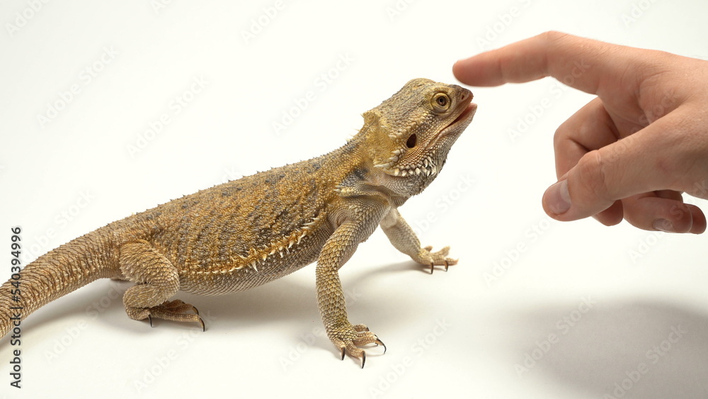 Naklejka premium Women's hand strokes the terrible lizard-dragon. Agama bearded, pet